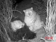 藏区阿尼玛卿地区首次记录到雪豹分食画面