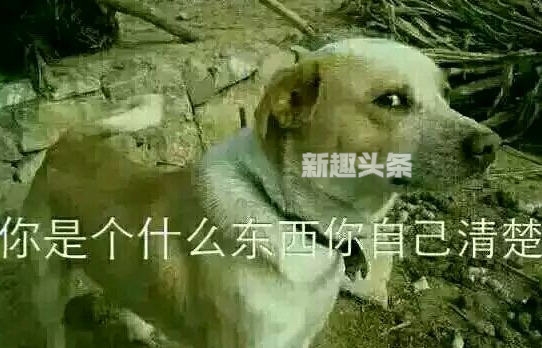 我透你吗什么意思 我透是什么梗